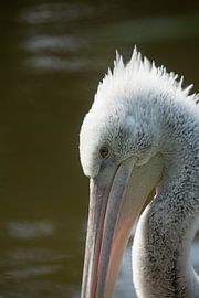 I see you by Fokke jurrien Akker