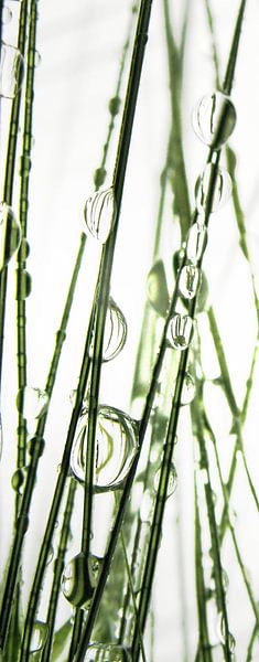 after the rain by fantasina