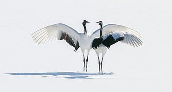 Japanese Cranes III