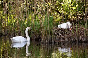 Two swans, during breeding, searching together by Strooptocht.EU