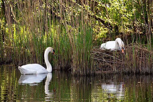 Twee zwanen, tijdens de broed, samen zoekend