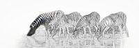 Drinkende zebra's in Etosha Nationaal Park van Rietje Bulthuis thumbnail