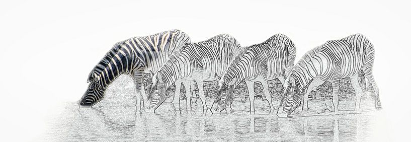 Drinking zebras in Etosha National Park by Rietje Bulthuis