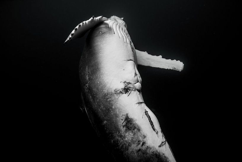 D'un autre angle, un bébé baleine nage tout près. par Koen Hoekemeijer