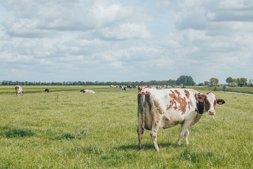 Kuh auf der Wiese | Niederländische Landschaft | Grün und Blau von Wandeldingen