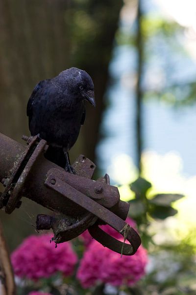 crow on the lookout by foto-fantasie foto-fantasie