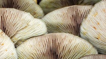 Lamellen vom Schwefelkopf