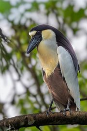 Le Veilleur de Nuit de Lelydorp : Le Chasseur de Péniches
