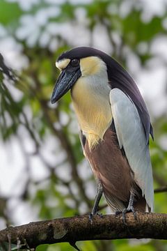 Der Nachtwächter von Lelydorp: Kahnschleicher