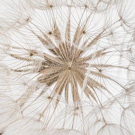 Nature in a square: The fluff for the heart by Marjolijn van den Berg