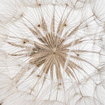 Natuur in een vierkant: De pluisjes voor het hart
