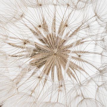 Natuur in een vierkant: De pluisjes voor het hart van Marjolijn van den Berg