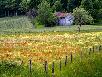 Wilde Blumen von Lars van de Goor