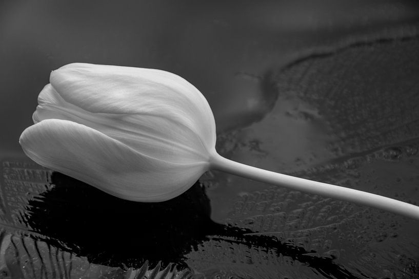 Witte zijdezachte tulp op ijs van Jolanda de Jong-Jansen