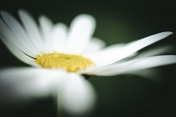 Dauwdruppel op de stamper van een margriet van Jan Eltink