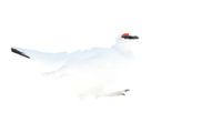 Spitsbergen Alpensneeuwhoen in de sneeuw