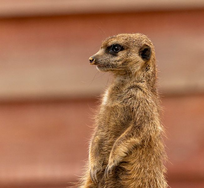stokstaartje van Wouter Van der Zwan