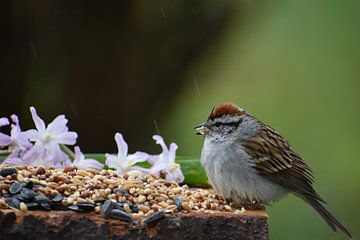 Ein Sperling am Gartenfutterhäuschen von Claude Laprise