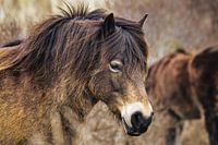 Wildes Pony