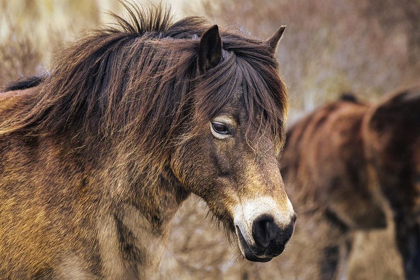 Wild pony by Shirley Douwstra