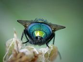 keizersvlieg van ton vogels thumbnail