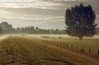 Fog 