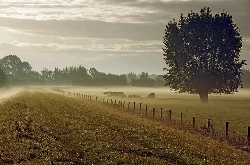 Fog  by Bram Tromp