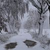 Sneeuw, wind en kou in de polder. van Paul Wendels