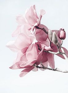 Fleurs de magnolia au printemps sur Marina de Wit