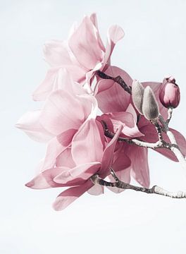 Magnolia bloemen in de lente van Marina de Wit