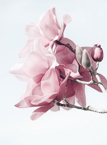 Magnolia flowers in Spring