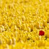 1 rode tulp in een geel bollenveld by Marcel Verheggen
