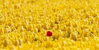 1 rode tulp in een geel bollenveld van Marcel Verheggen thumbnail