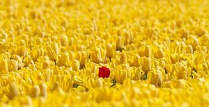 1 rode tulp in een geel bollenveld von Marcel Verheggen