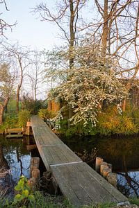 Couleurs de printemps dans le polder (2) sur André Hamerpagt