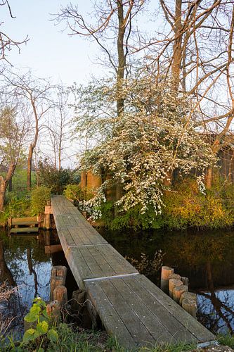 Lentekleuren in de polder (2)