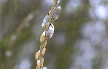 Ontluikende lente!