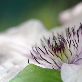 Wit paarse bloem van Christel Zûm Grotenhoff