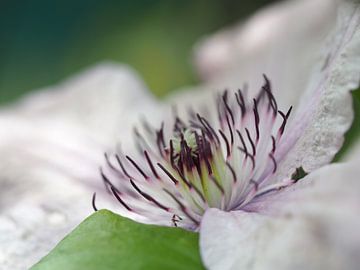 Fleur blanche et violette sur Christel Zûm Grotenhoff