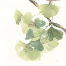 Gingko feuilles II sur blanc, Chris Paschke sur Wild Apple Aperçu