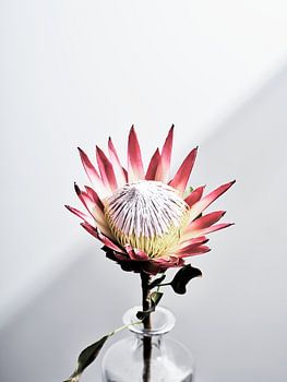 Protea flower in vase