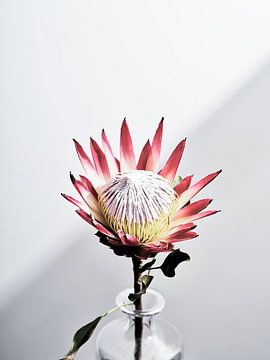 Protea bloem in vaas van Martijn Hoogendoorn