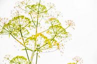 Dromerige venkel bloemen. van Ron van der Stappen thumbnail