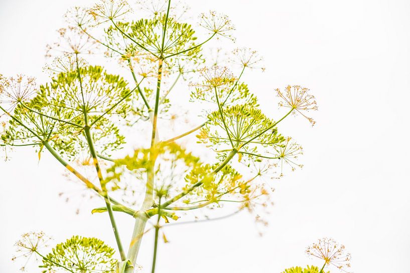Dromerige venkel bloemen. van Ron van der Stappen