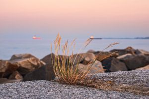 Des touffes d'herbe sur la jetée de Sassnitz sur l'île de Rügen, le soir. sur Rico Ködder