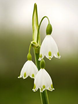 Sneeuwklokje van Dick Besse