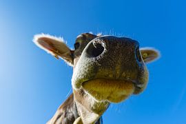 Cow in Allgäu by Walter G. Allgöwer