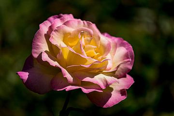 Roze met gele roos