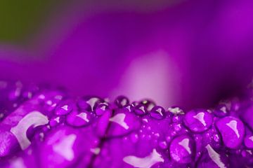 Diamanten der Natur – Regentropfen auf einer violetten Blume