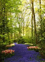 Série Keukenhof - rivière fleurie